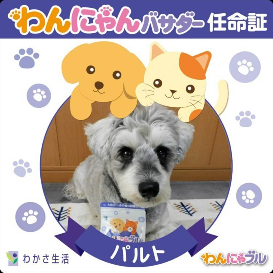 わんにゃブル わかさ生活ランド わかさ生活