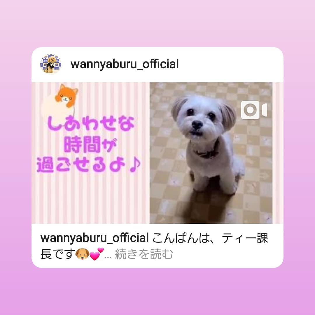 わんにゃブル せっかくカワイイひとみが めやに なみだでもったいない わかさ生活
