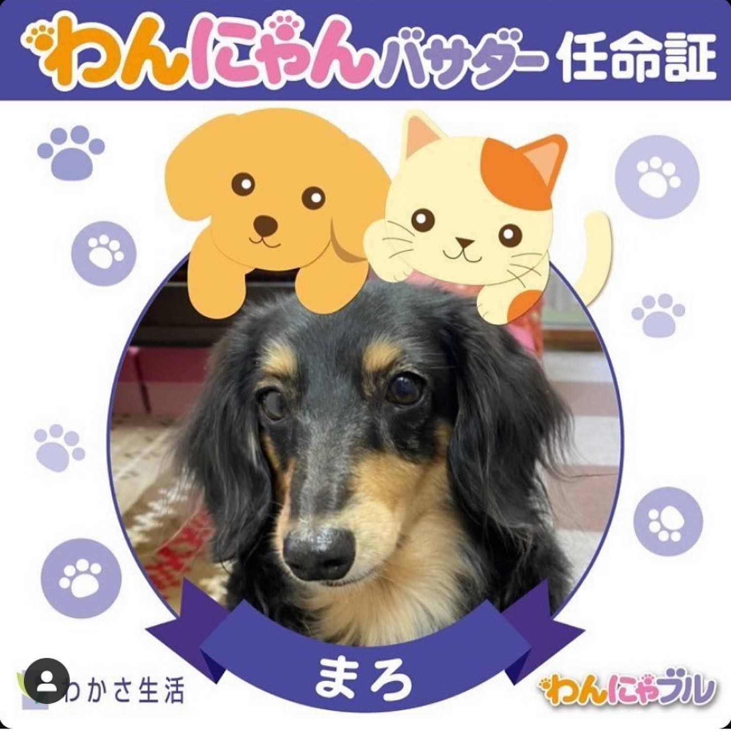 わんにゃブル せっかくカワイイひとみが めやに なみだでもったいない わかさ生活