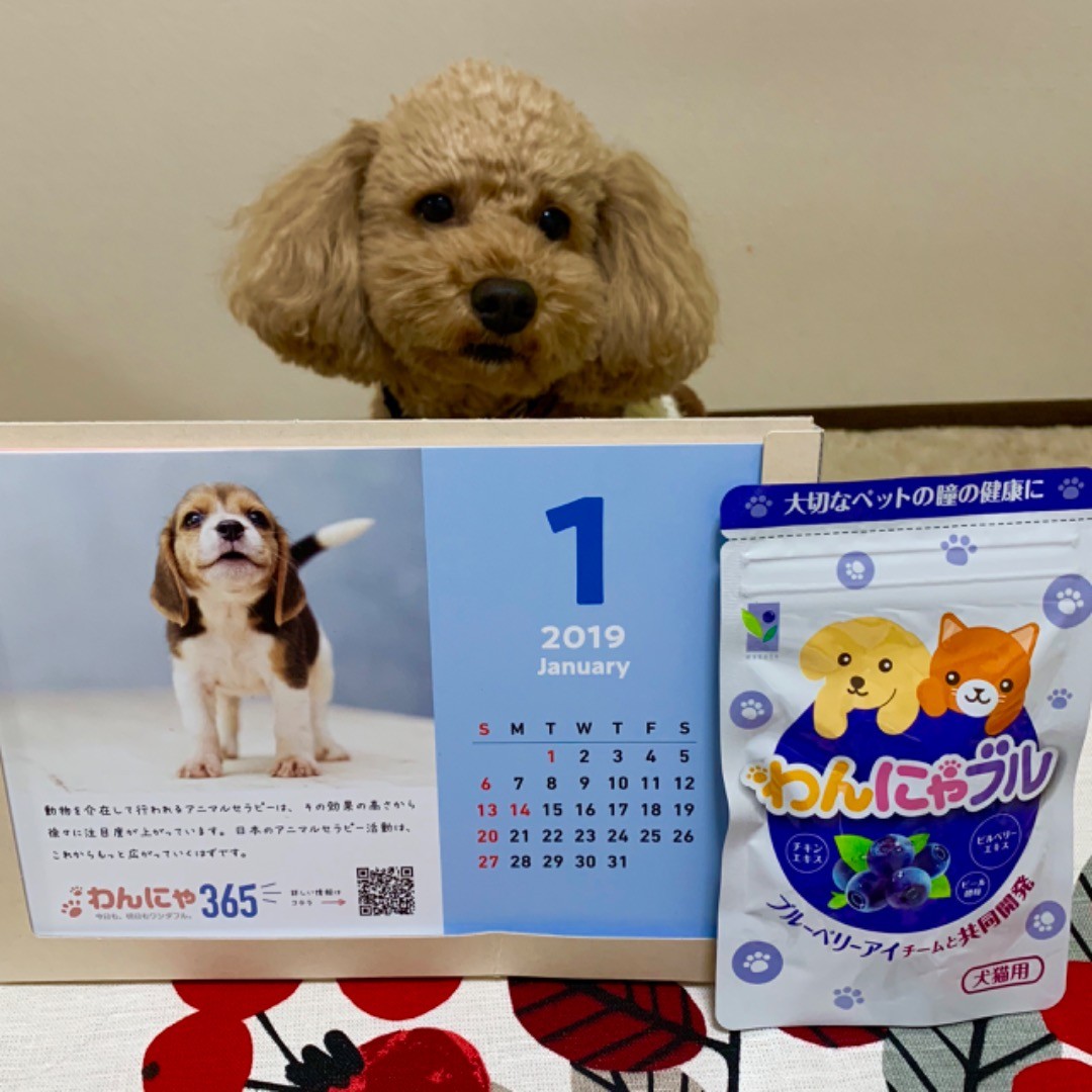 わんにゃブル３袋 可愛いグッズセット わかさ生活ランド わかさ生活