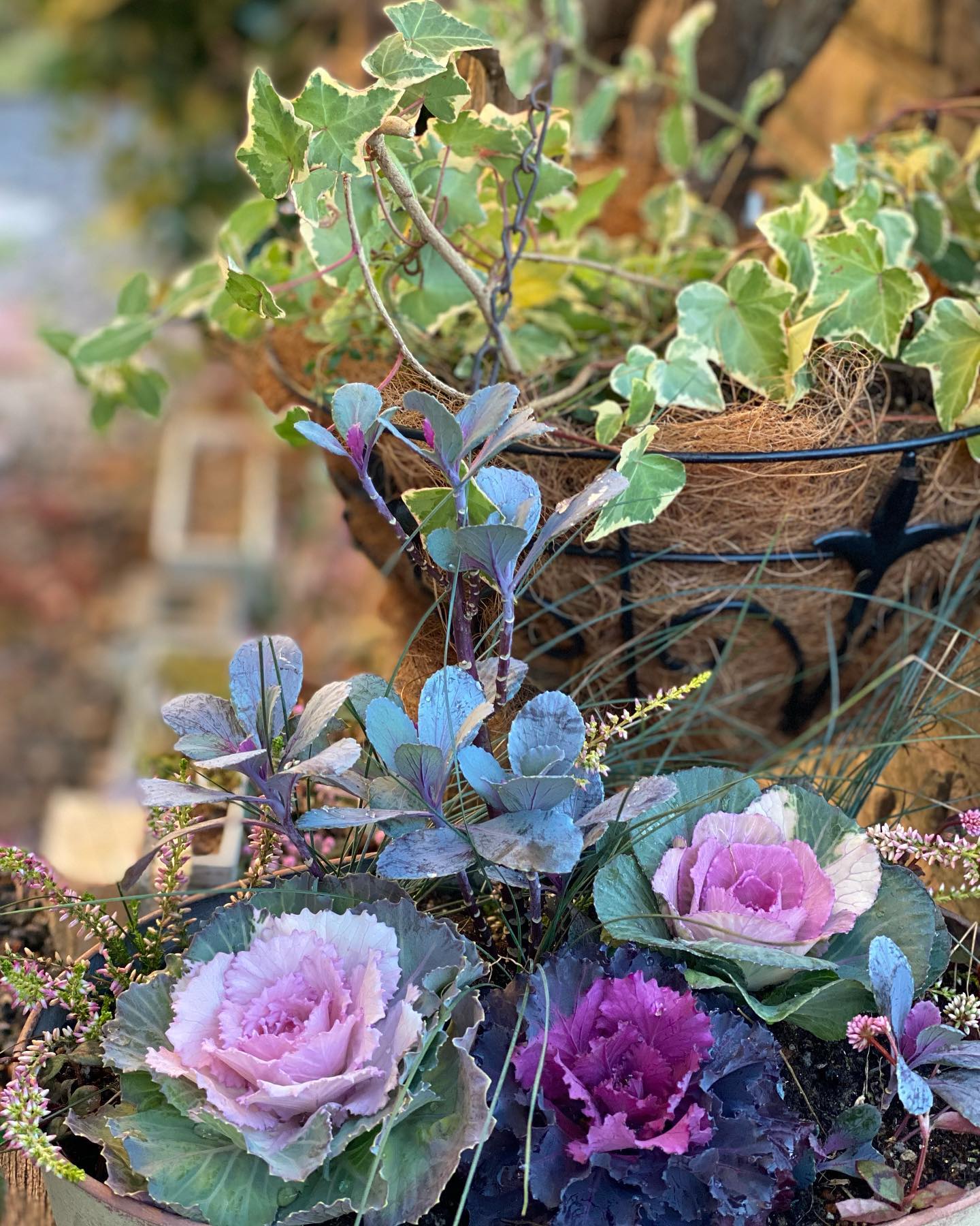 ガーデニングフォトコンテスト21 秋 ホームセンター通販サイト コメリドットコム